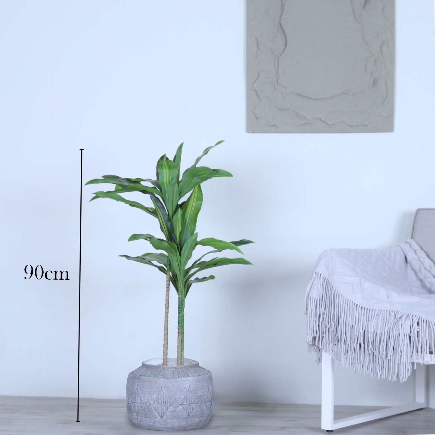 شجرة داسينانس صغيرة