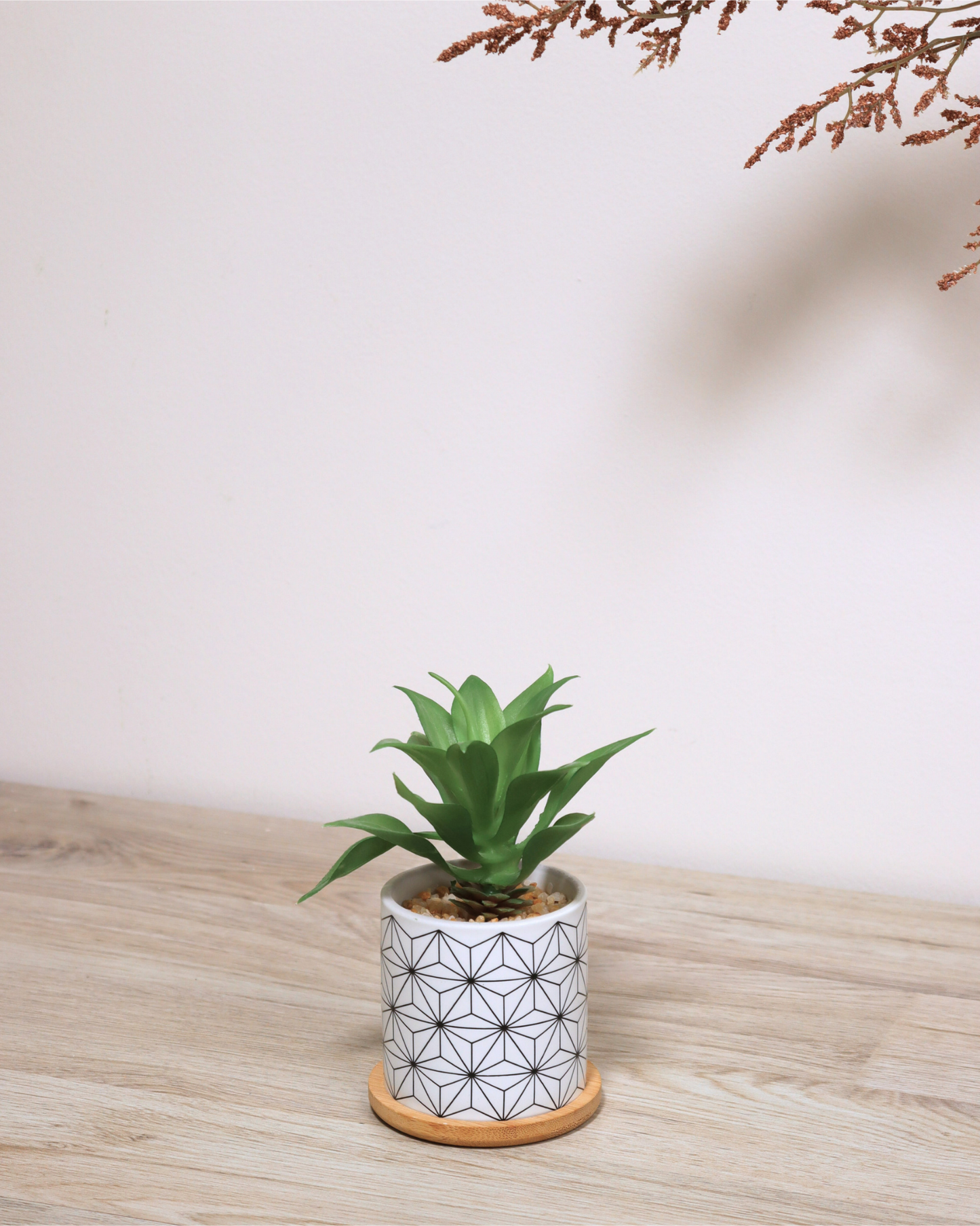 نبات بماركن مزخرف