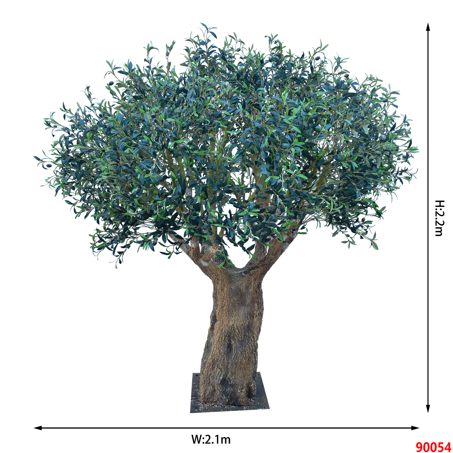 شجرة الزيتون وسط