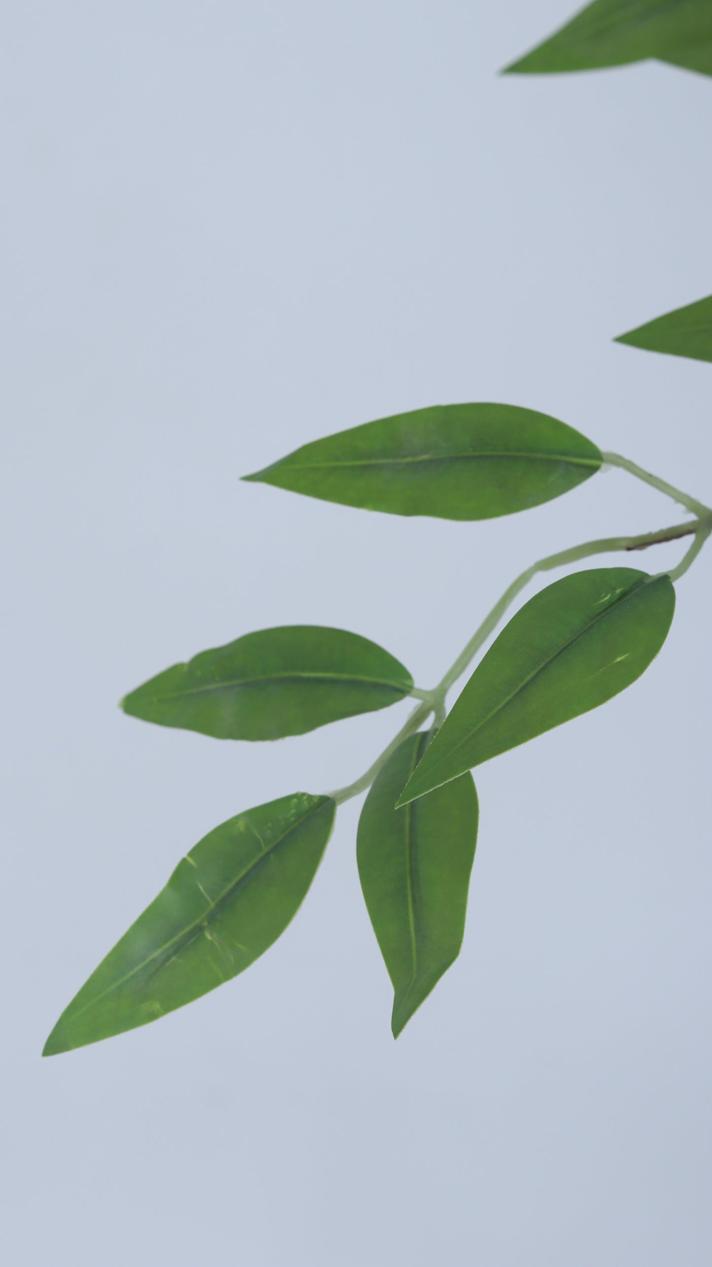 شجرة نانديا الصغيرة