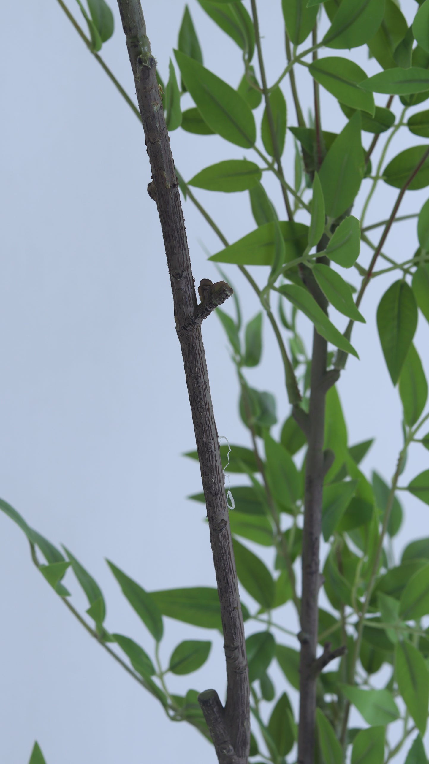 شجرة نانديا كبيرة