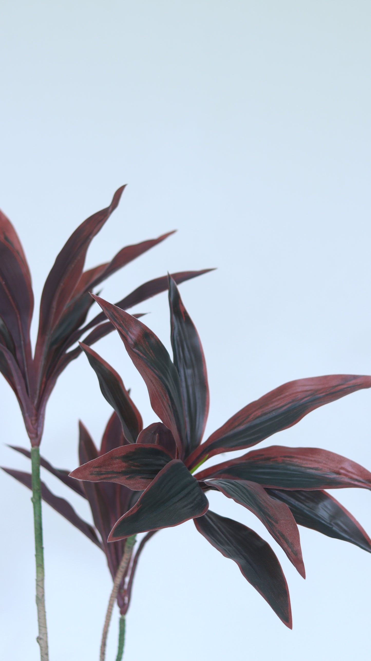 شجرة الريو الصغيرة