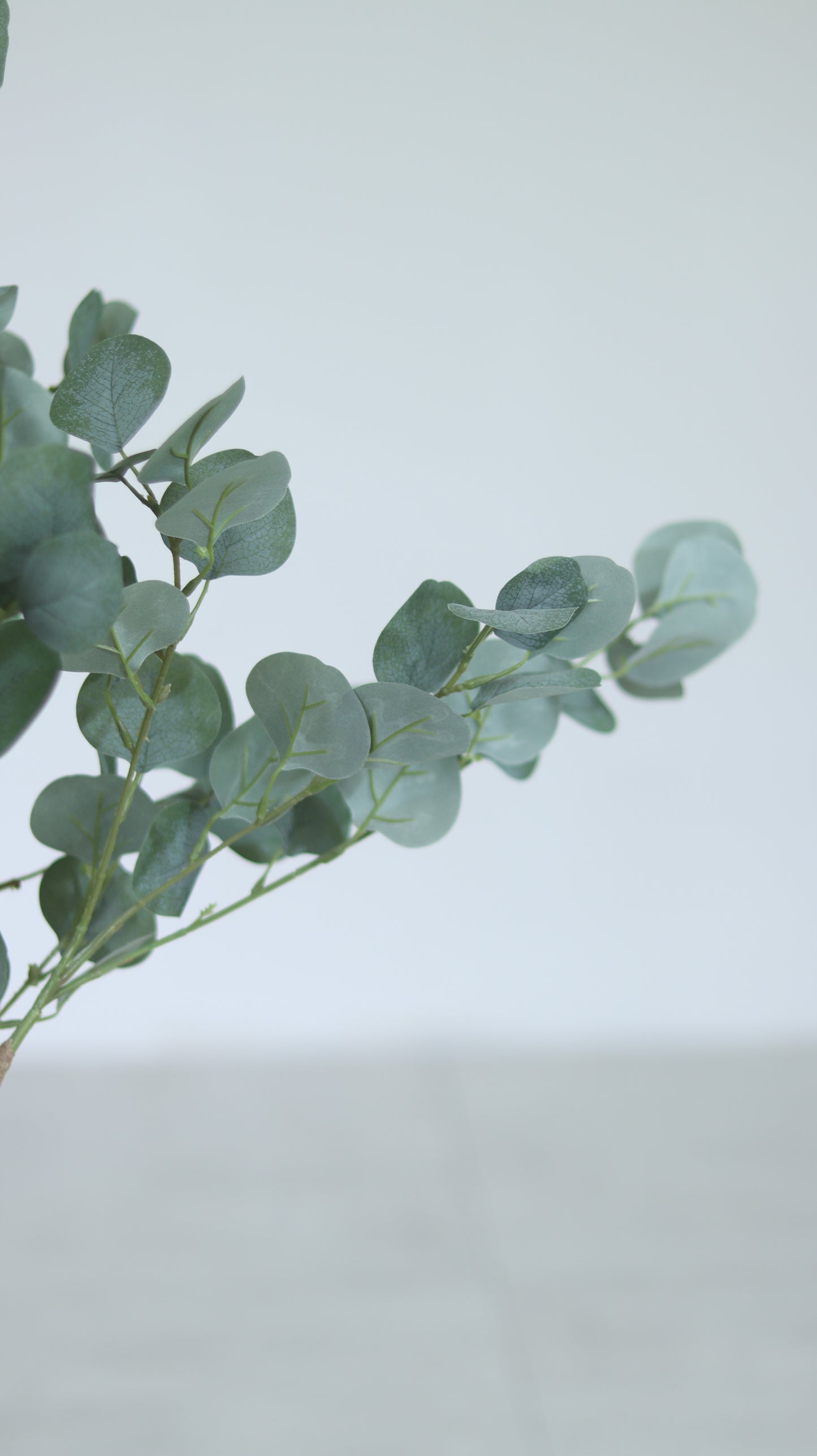 شجرة اللافيون