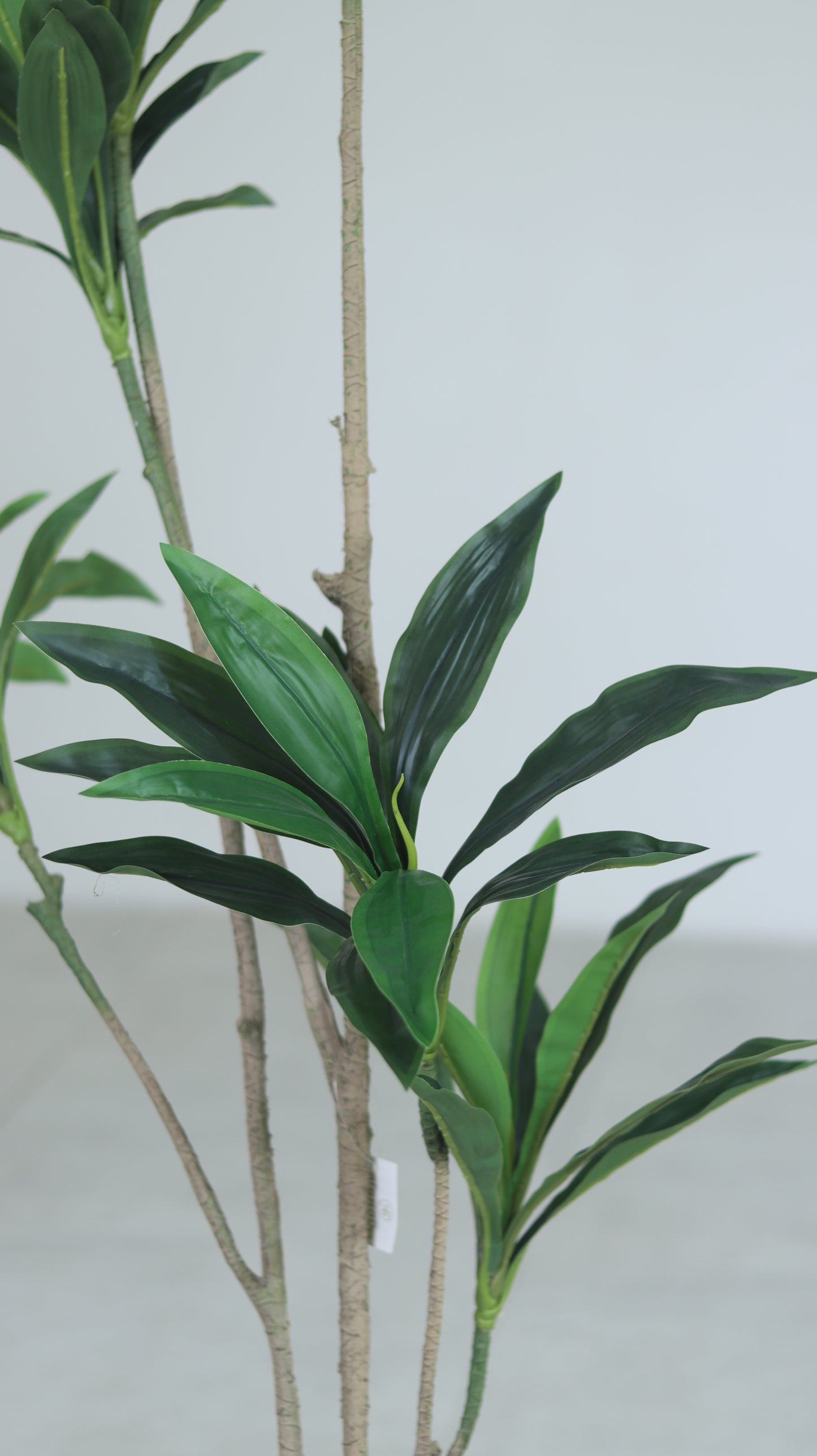 شجرة دارسينا وسط