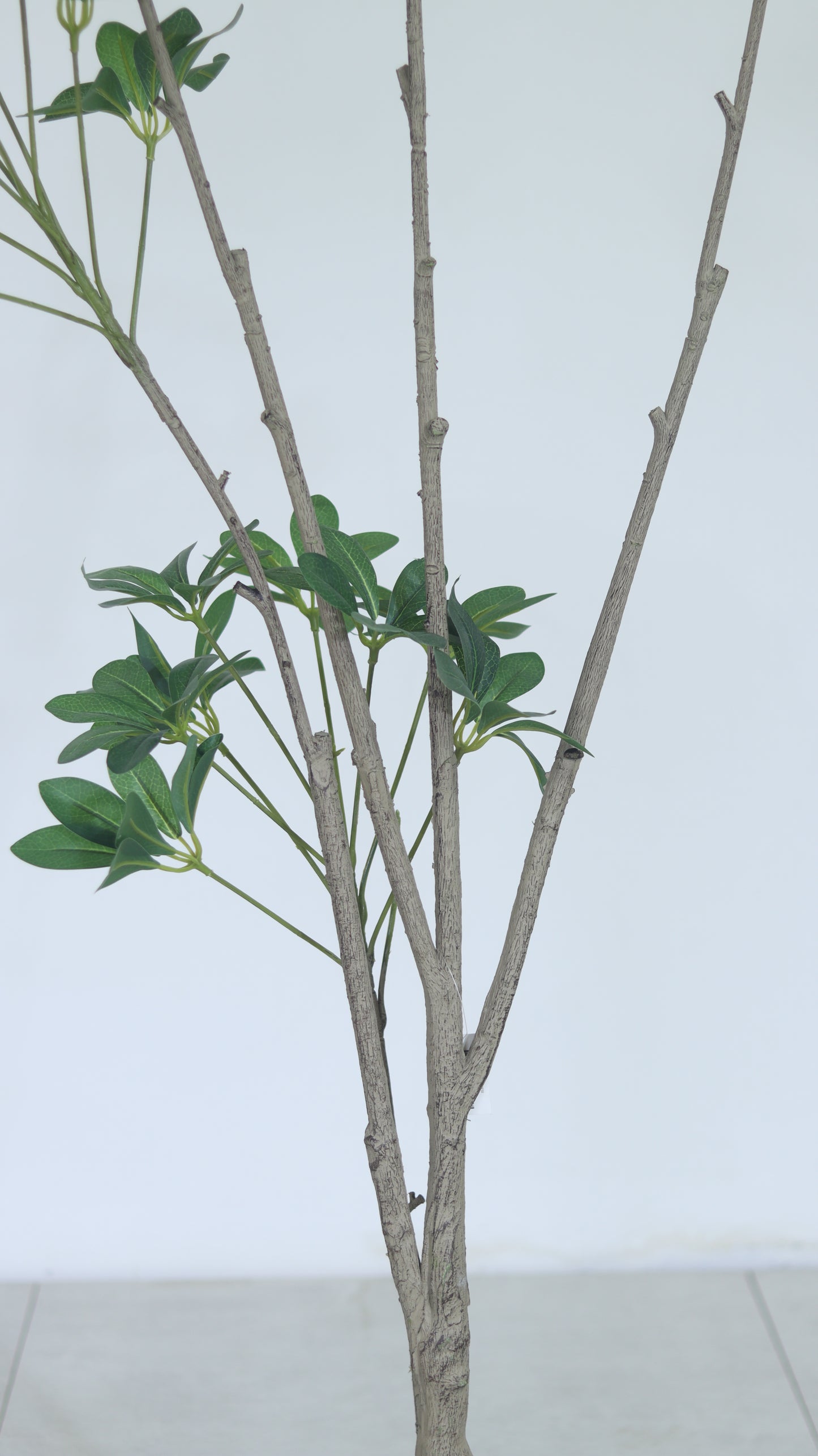 شجرة بيتوسبوروم