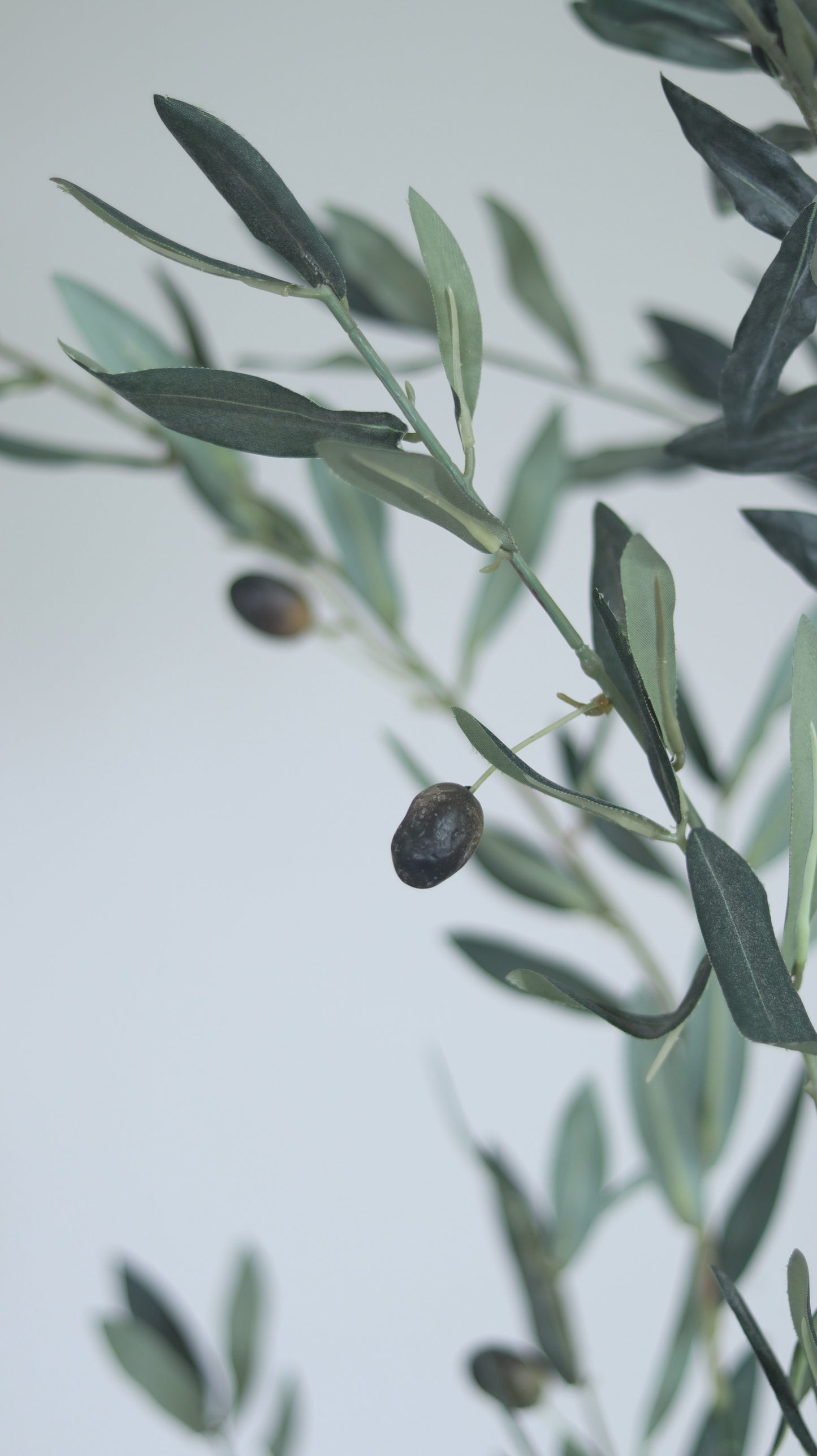 شجرة الزيتون الصغيرة