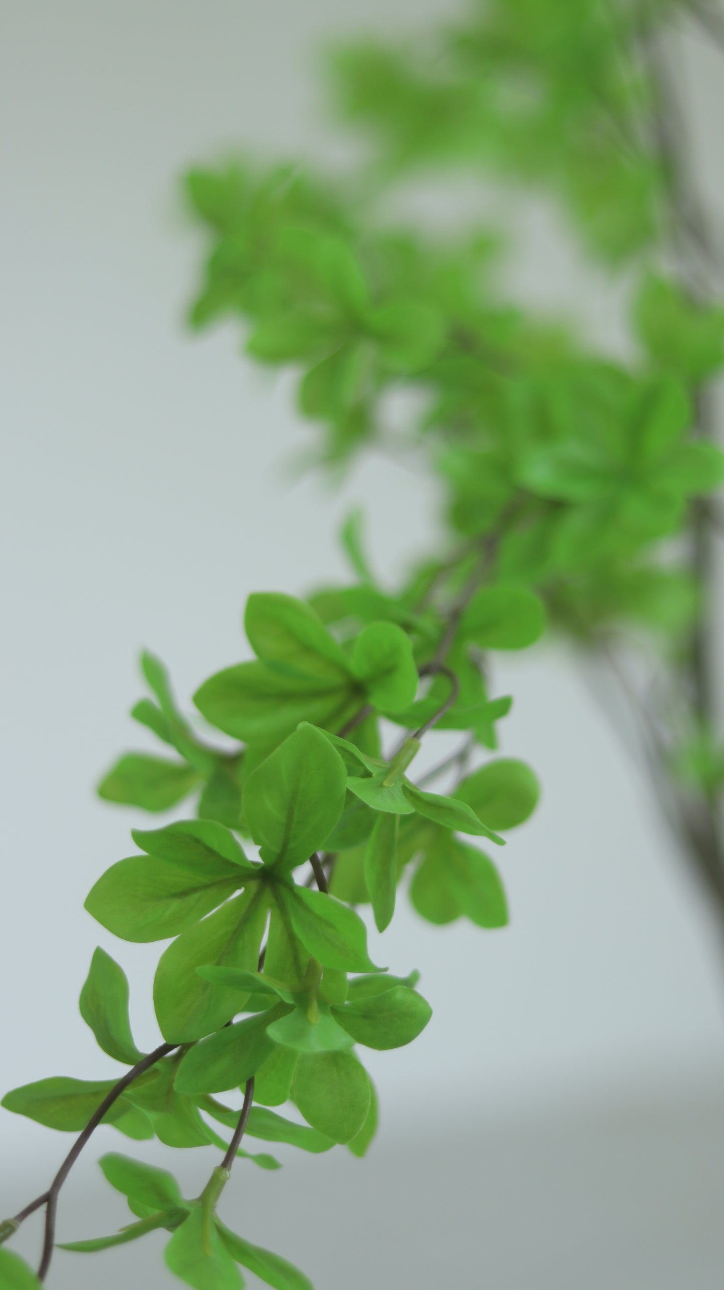 شجرة الايفي الصغيرة