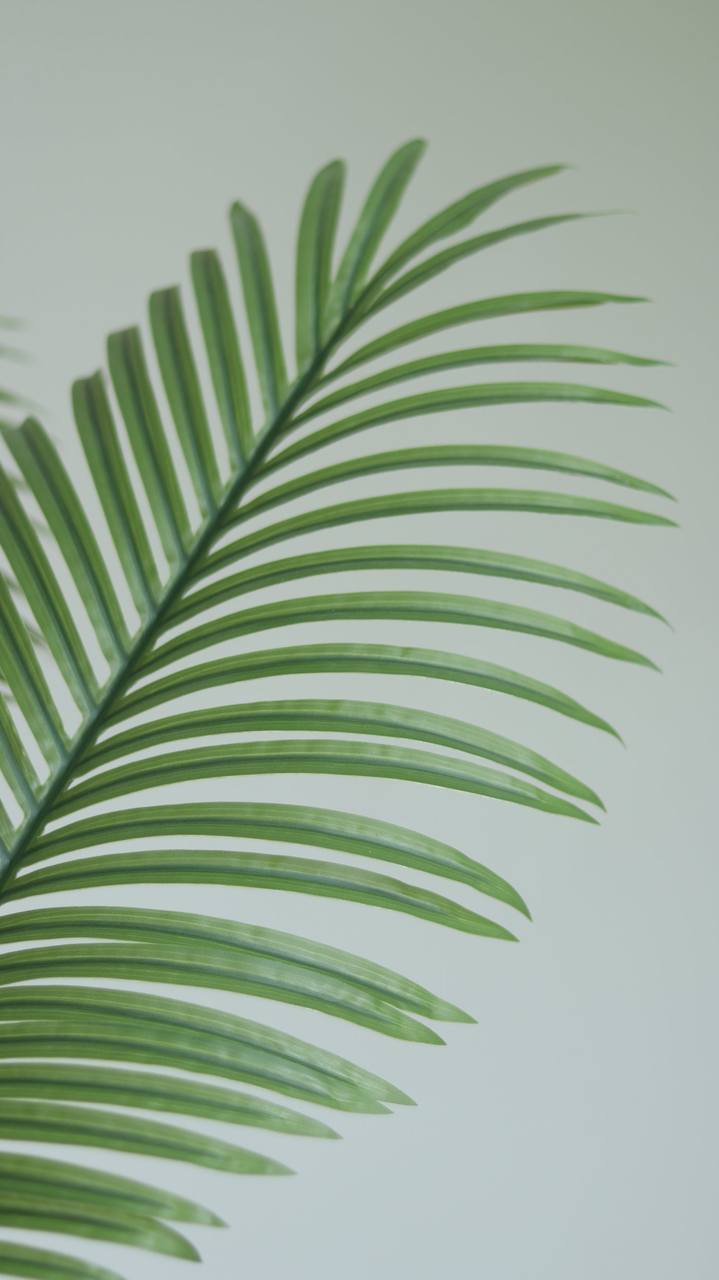 شجرة نخل كبيرة