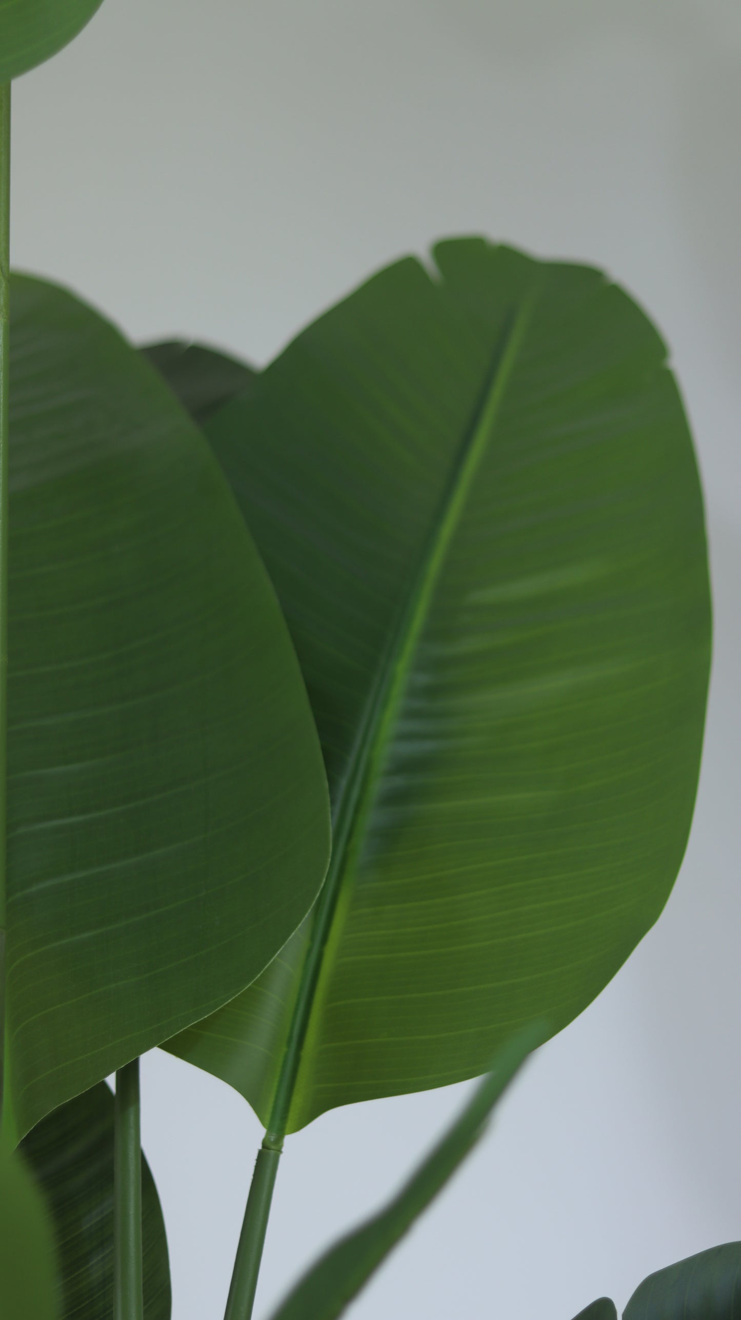 شجرة موز وسط