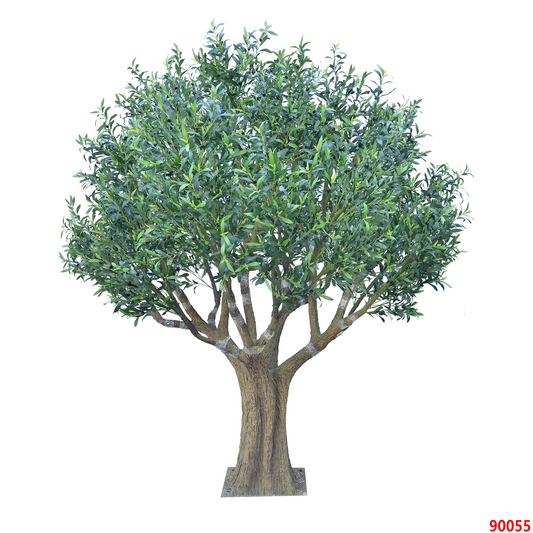 شجرة زيتون كبيرة