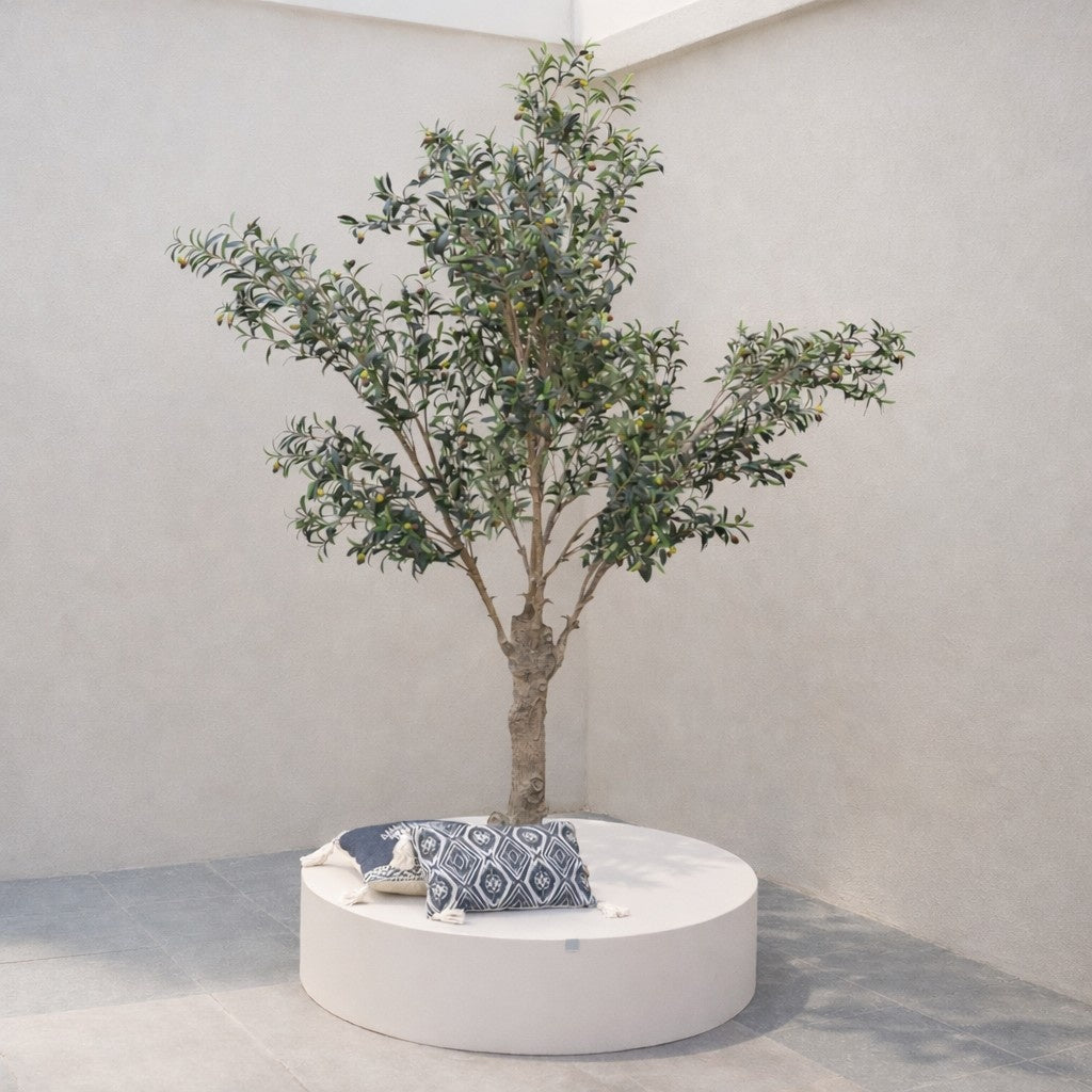 شجرة زيتون صغيرة