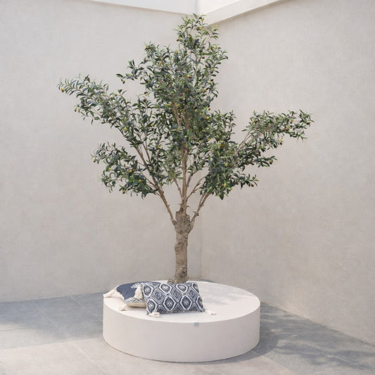 شجرة زيتون صغيرة