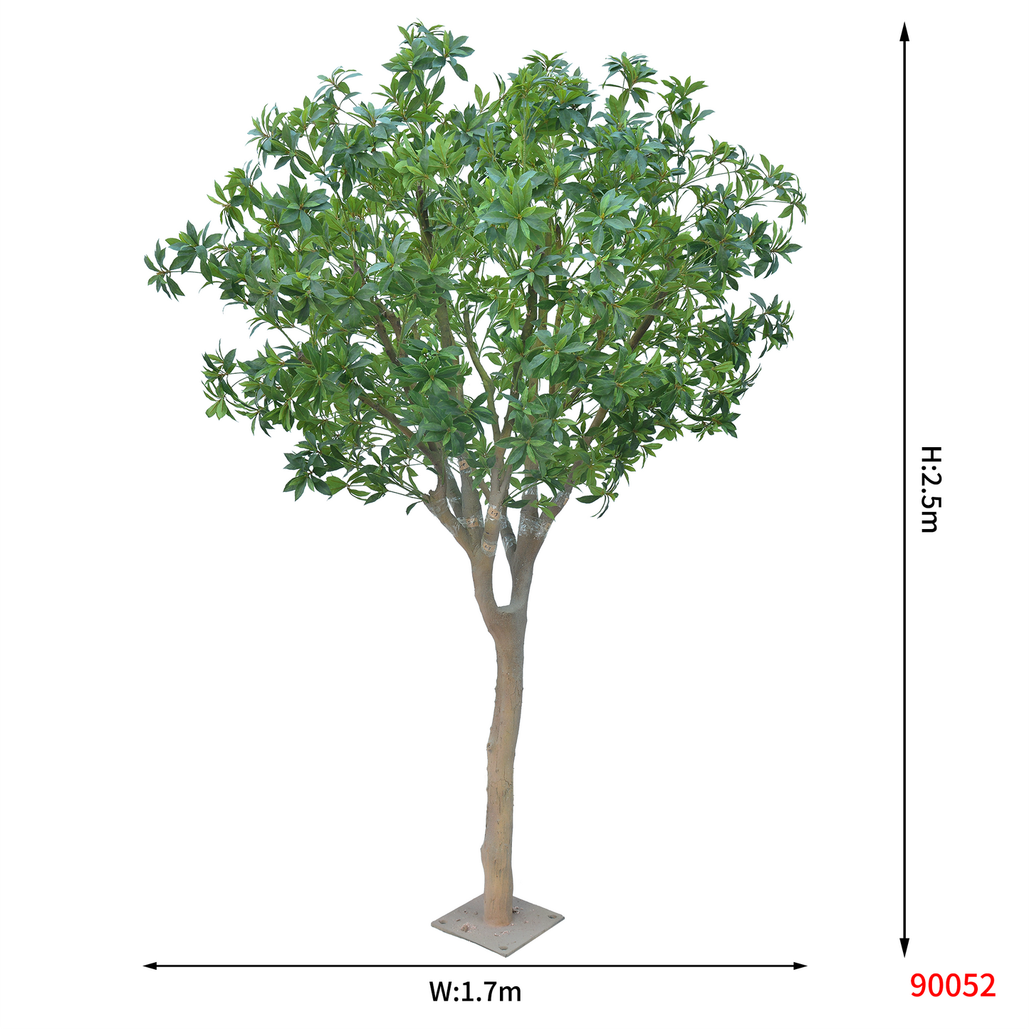 شجرة شيفليرا