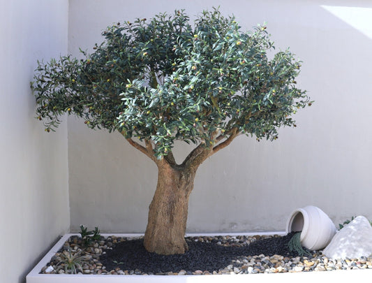 شجرة الزيتون وسط