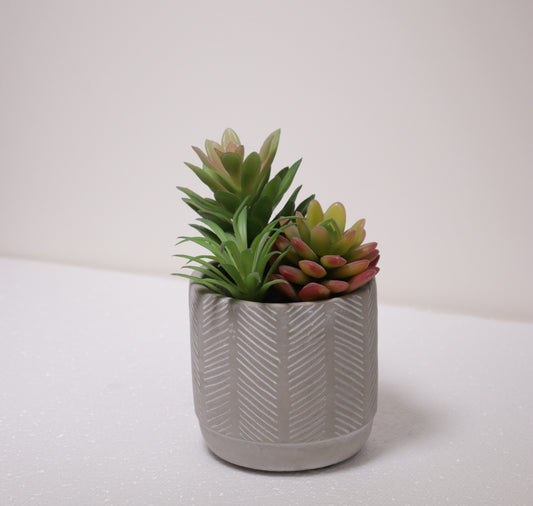 نبات عصاري بماركن