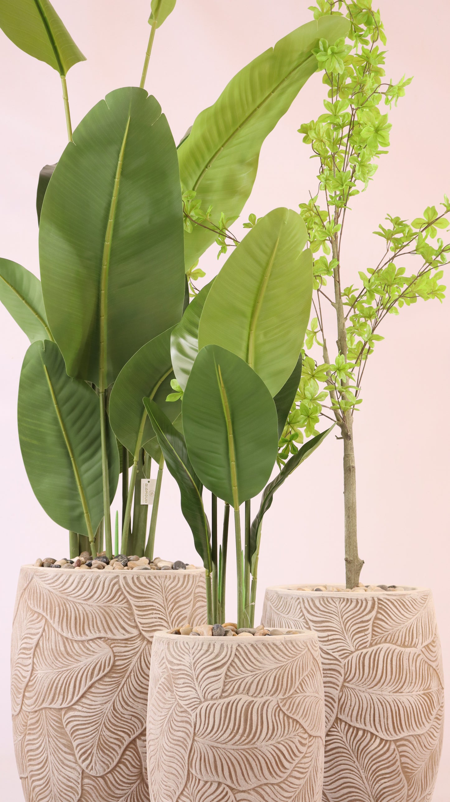 أحواض فلورينا