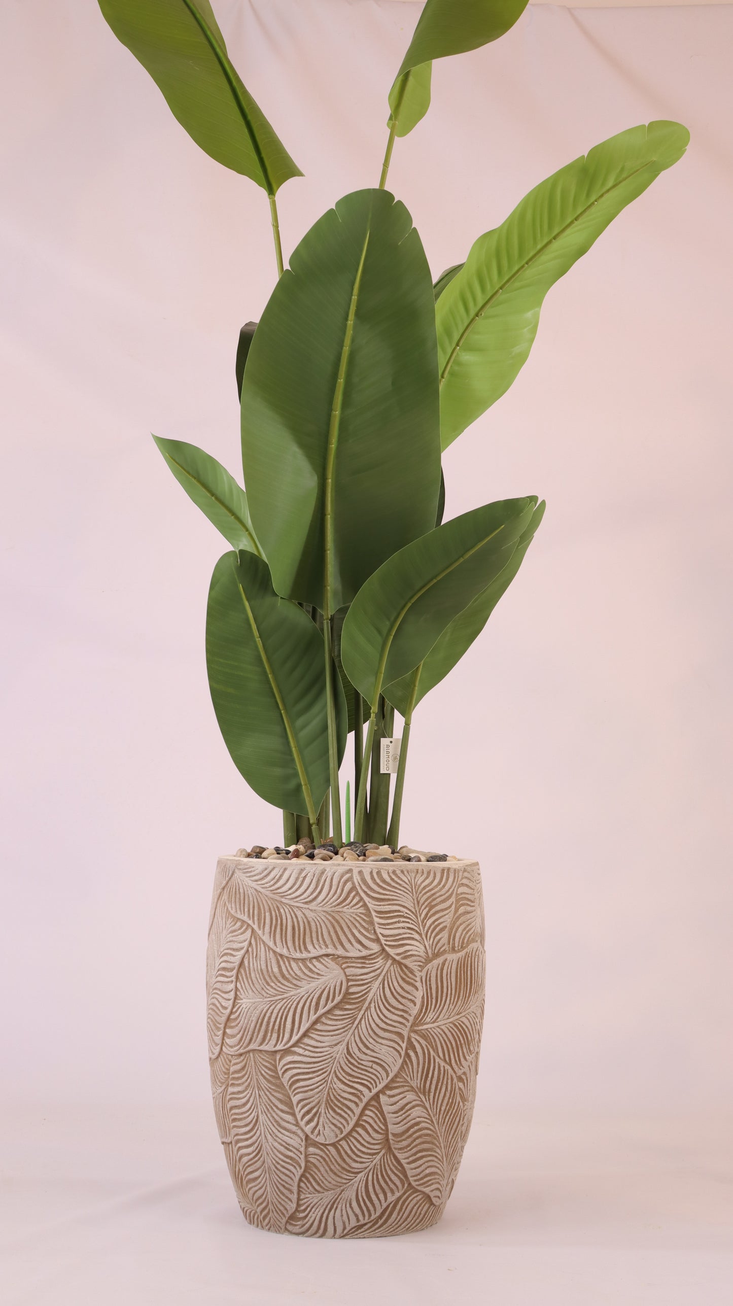 أحواض فلورينا