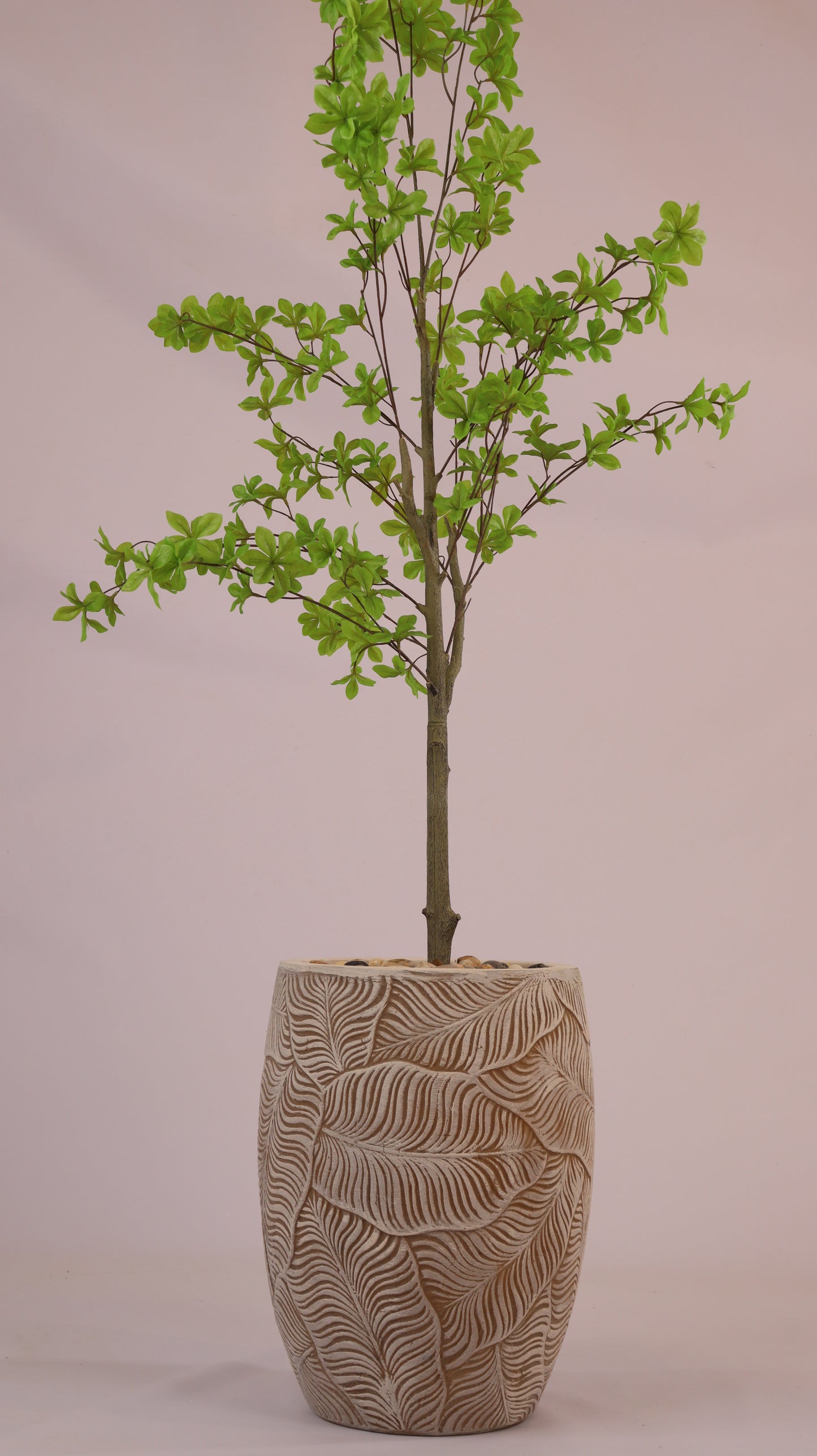 أحواض فلورينا