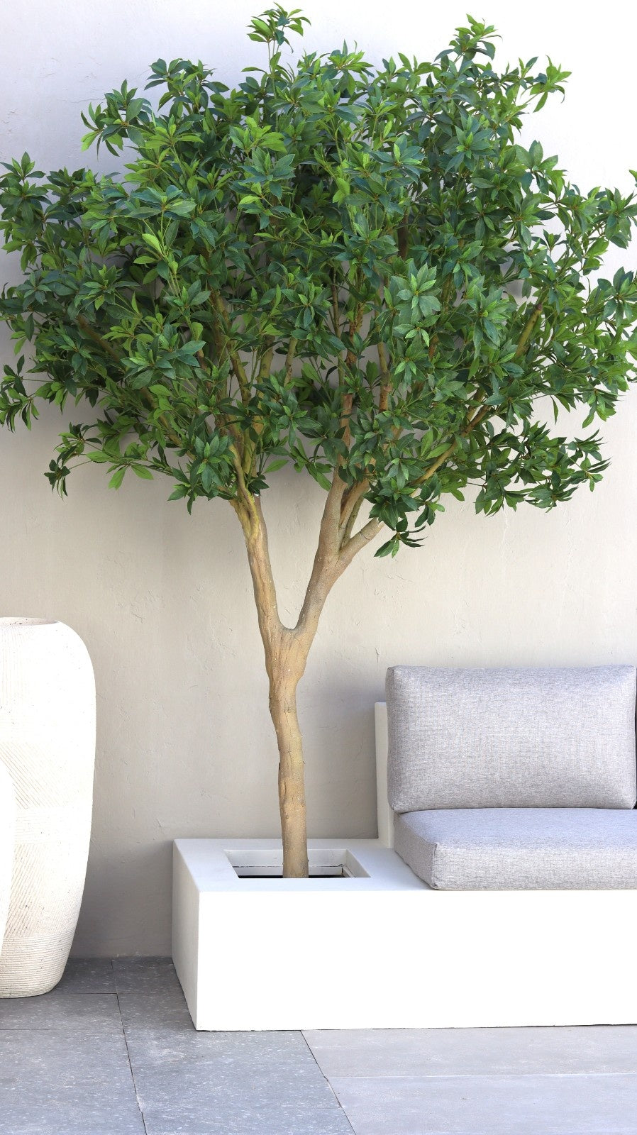 شجرة شيفليرا