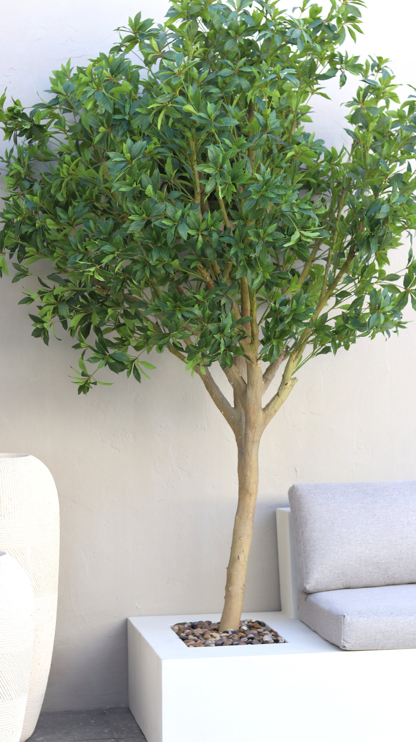 شجرة شيفليرا