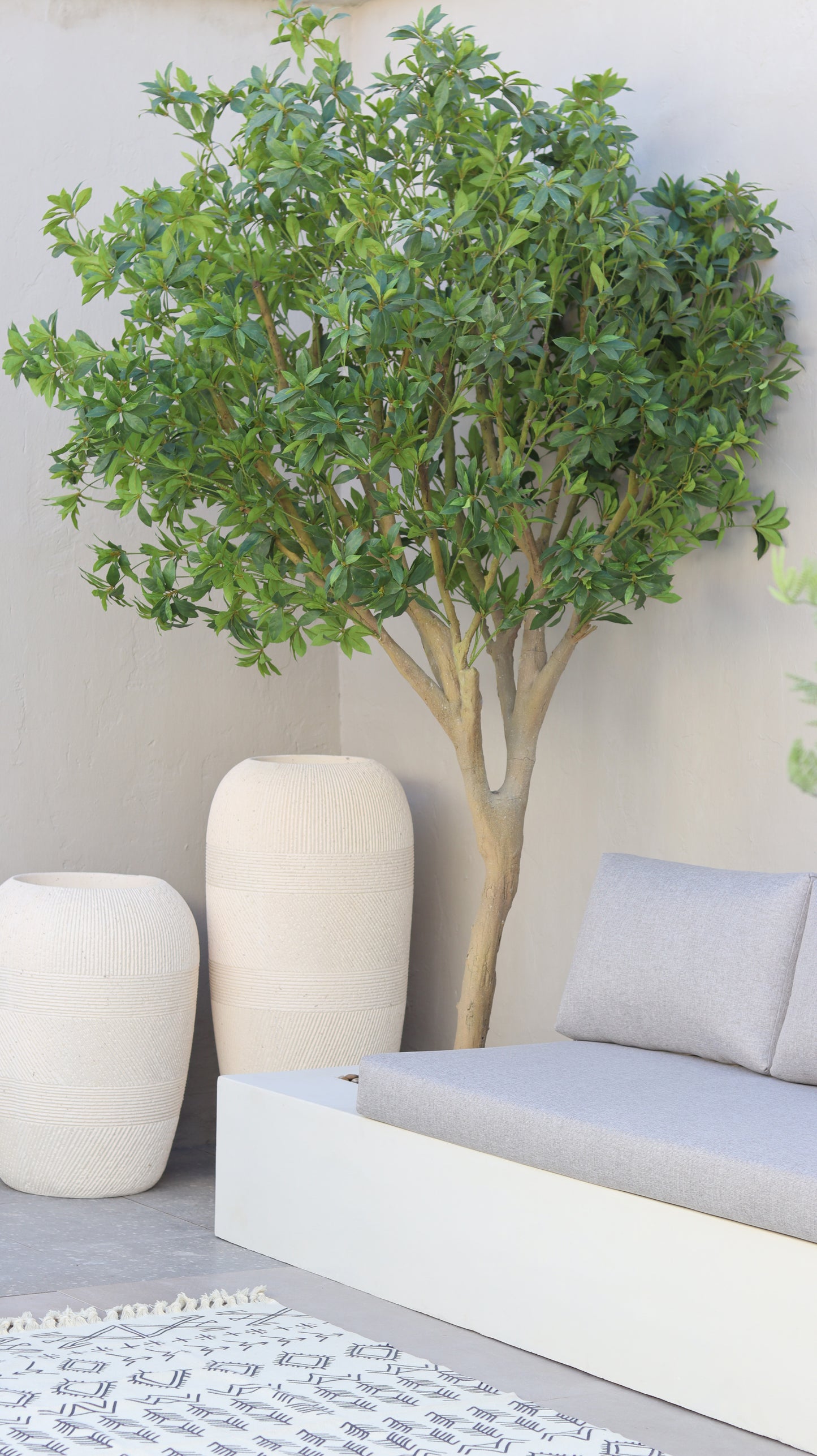 شجرة شيفليرا