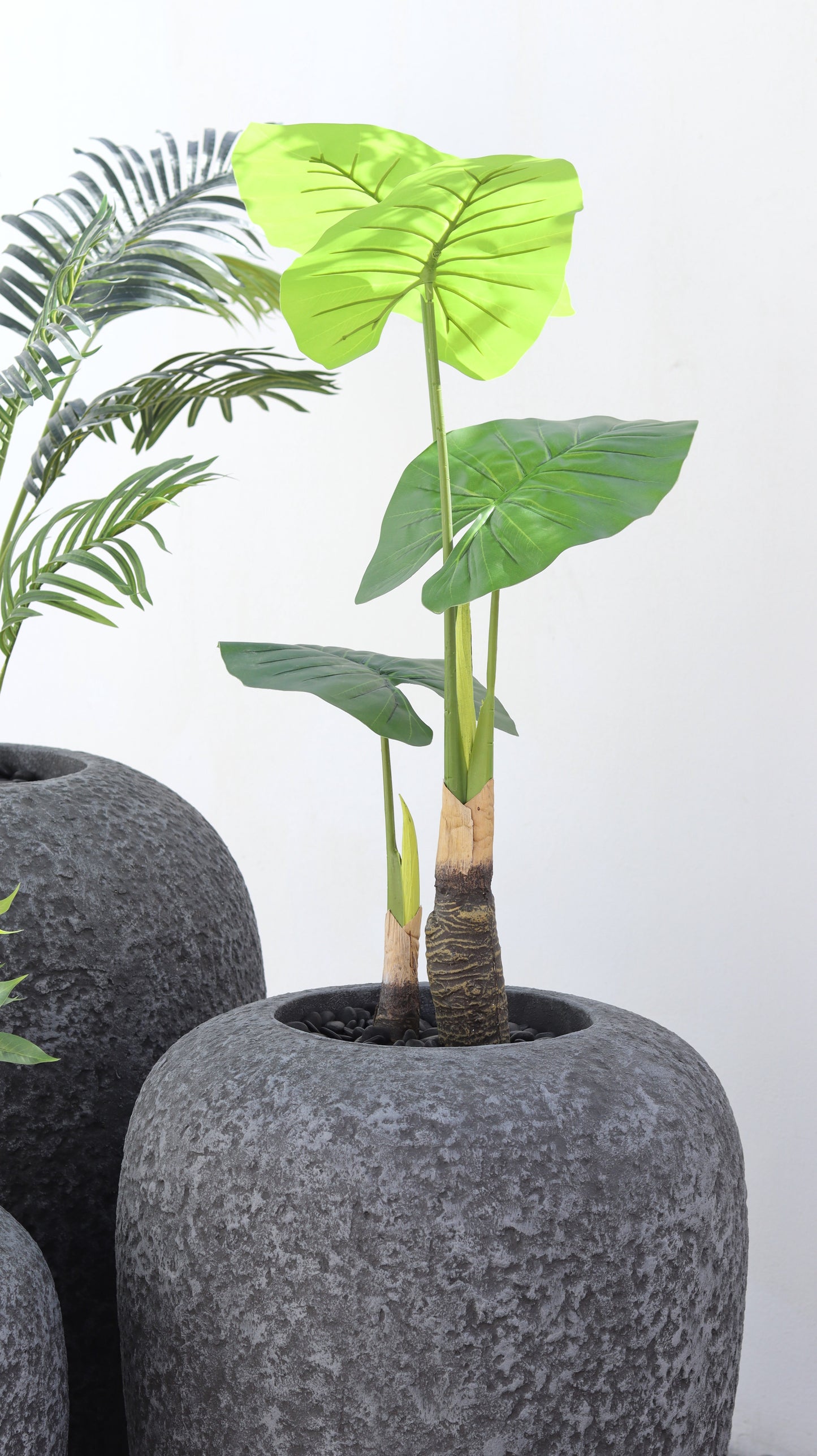 أحواض بايرو