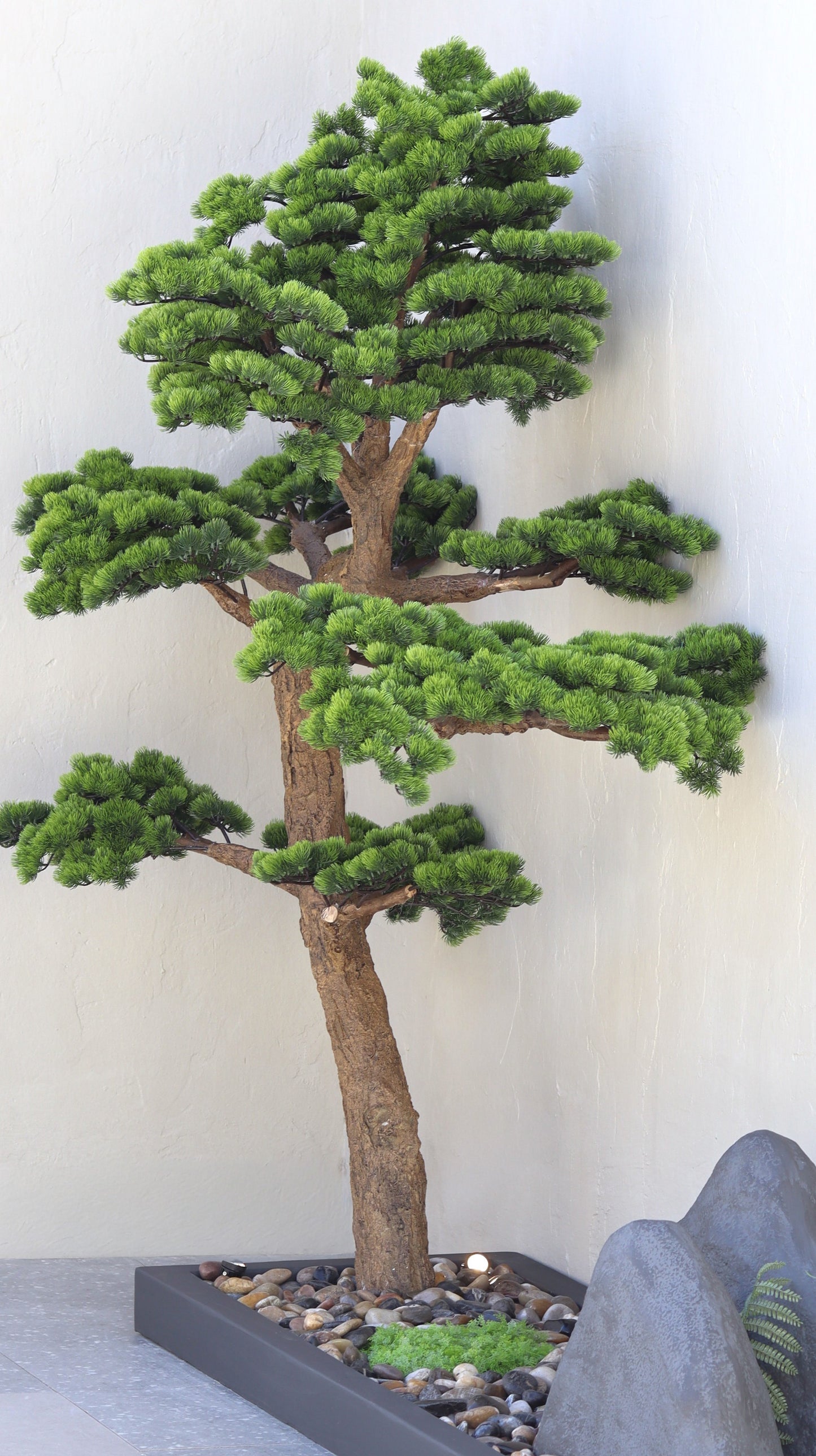 شجرة البونساي