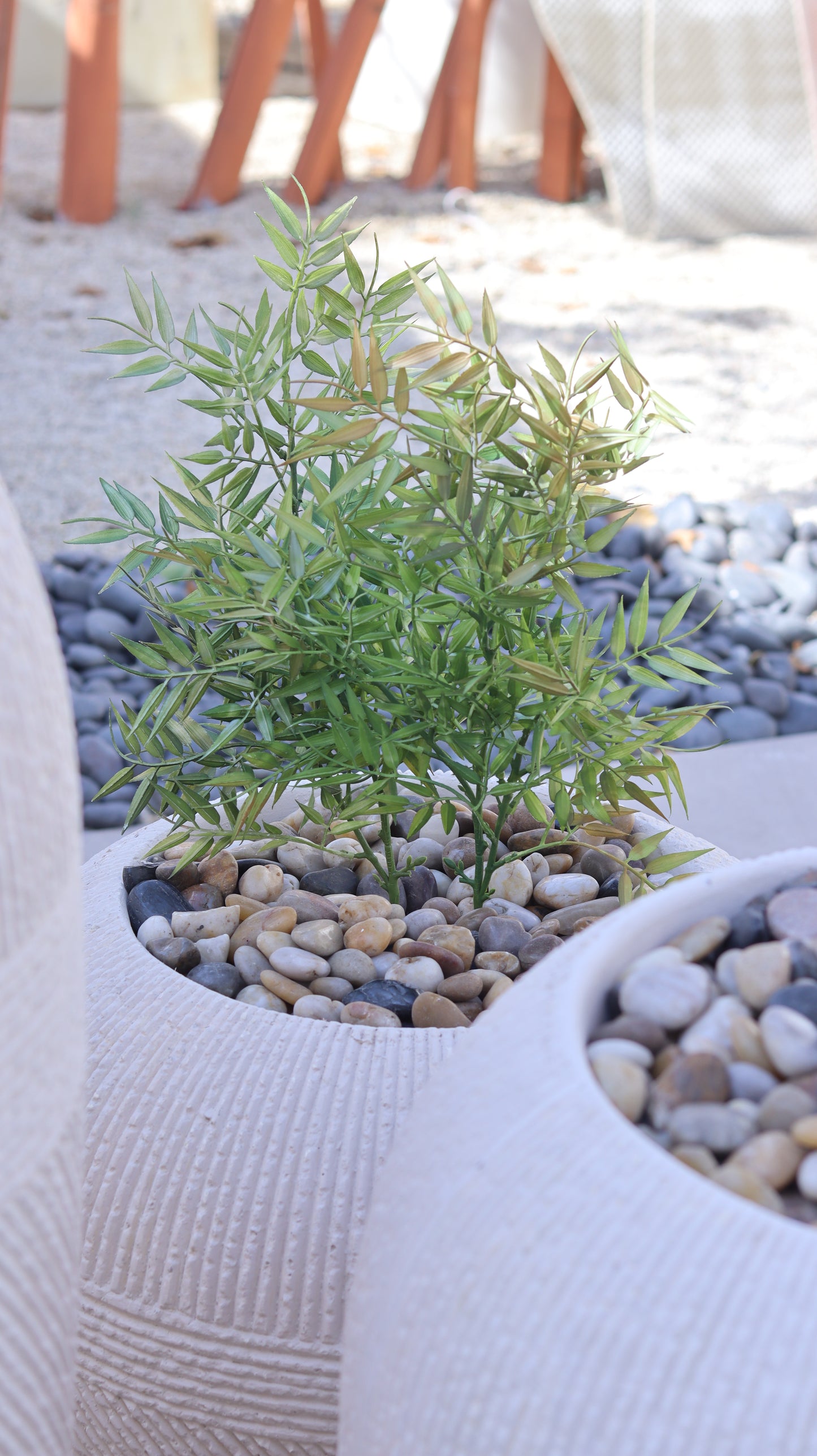 أحواض أرينا