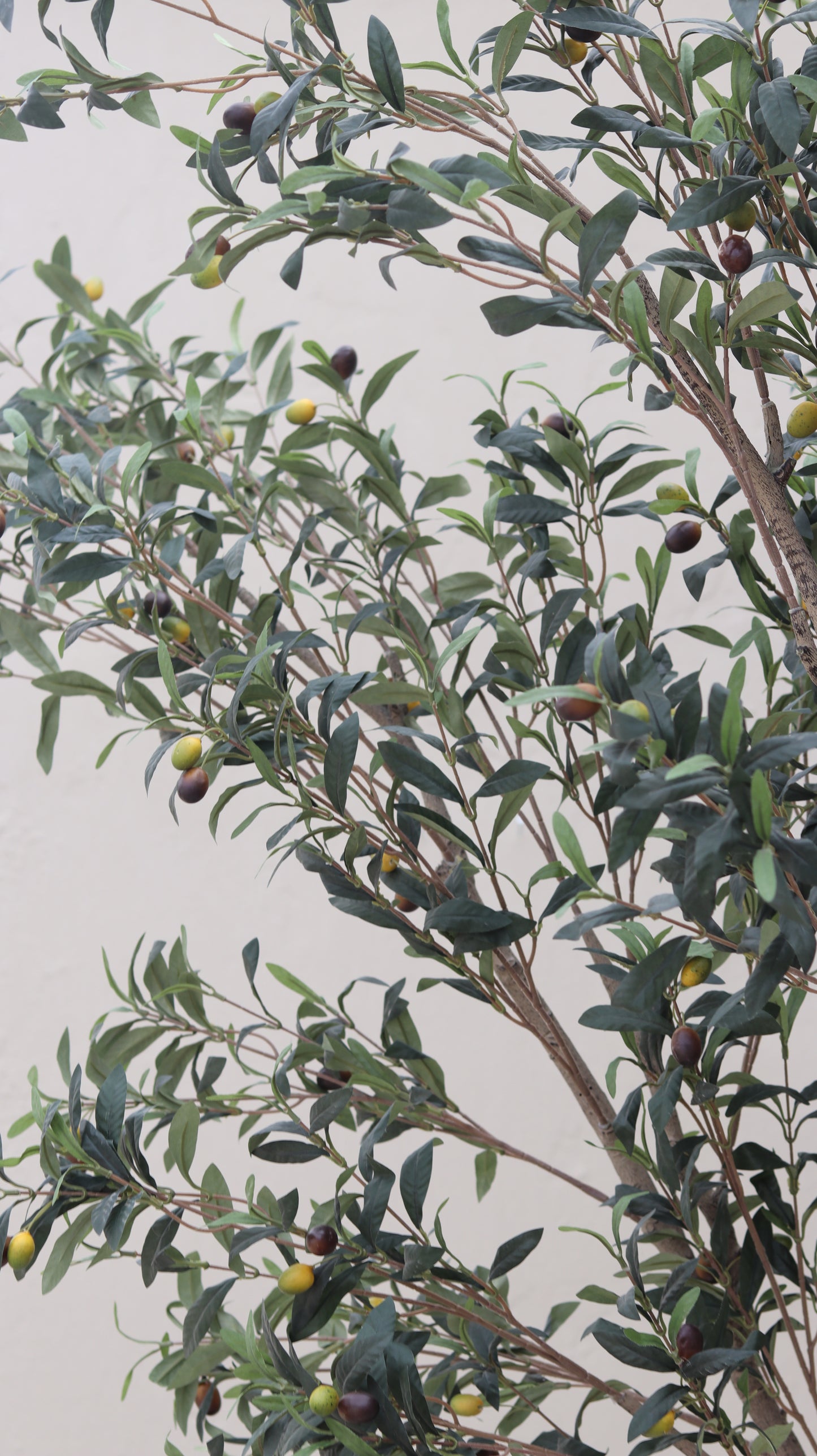 شجرة زيتون صغيرة