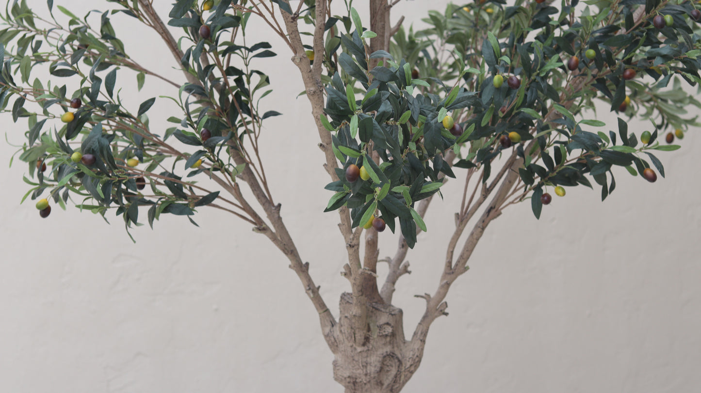 شجرة زيتون صغيرة