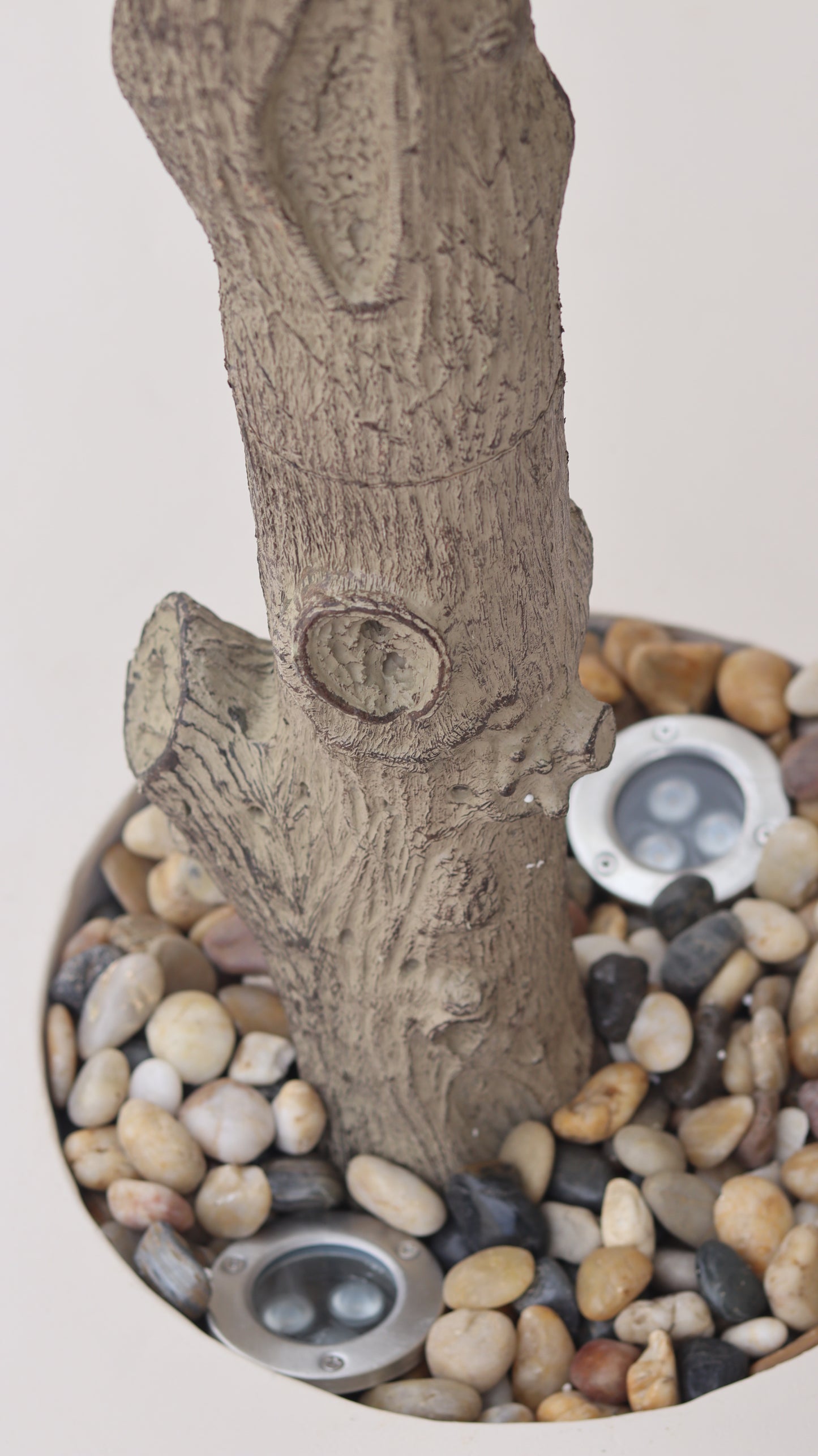 شجرة زيتون صغيرة