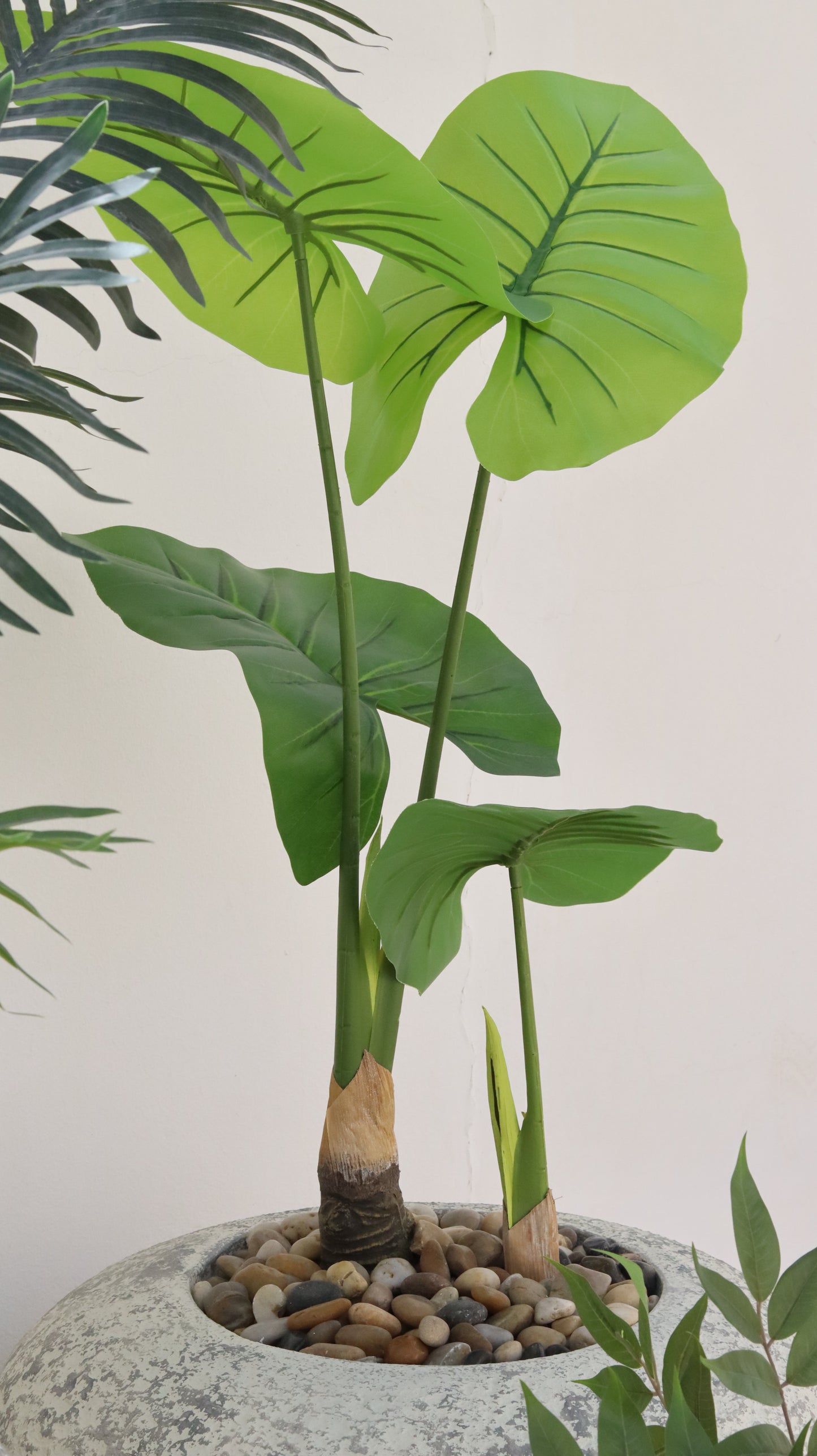 أحواض بايرو