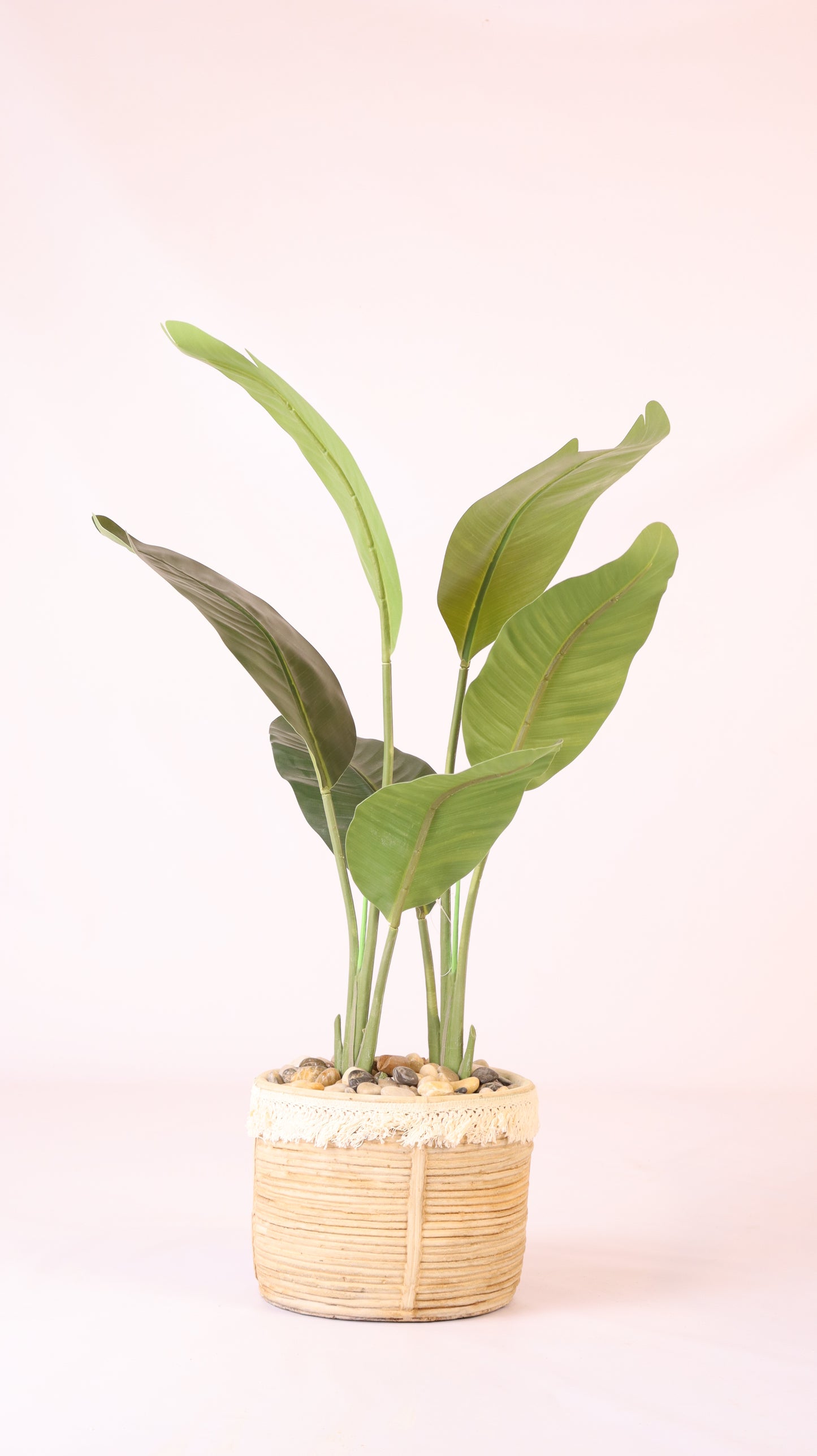 حوض الخوص البوهيمي