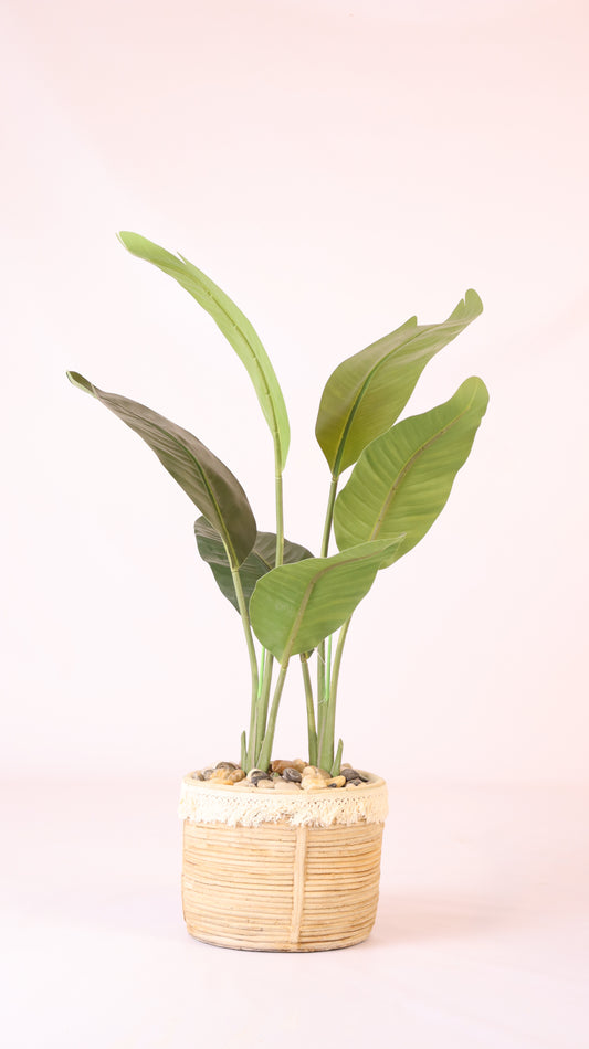 حوض الخوص البوهيمي